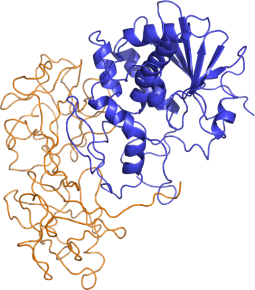 527px-ricin_structure