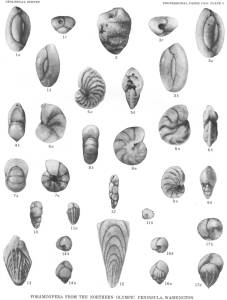 Foraminíferas vistas no microscópio. Fonte: http://www.cr.nps.gov/history/online_books/geology/publications/pp/374-G/plate5.htm