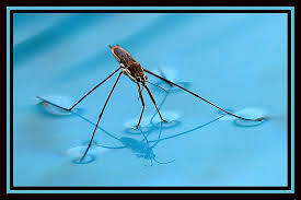 insect over water