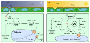 Fotossíntese CAM. Fonte: http://commons.wikimedia.org/wiki/File:CAM_cycle.svg