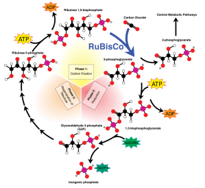 Ciclo de Fossíntese C3. Fonte: http://commons.wikimedia.org/wiki/File:Calvin-cycle4.svg