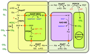 Fotossíntese C4, tipo PEPCK. Fonte: