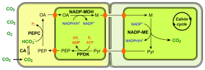 Fotossíntese C4, tipo NADP-ME. Fonte: http://upload.wikimedia.org/wikipedia/commons/thumb/2/26/C4_photosynthesis_NADP-ME_type_en.svg/400px-C4_photosynthesis_NADP-ME_type_en.svg.png